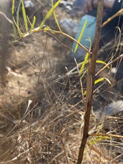 Erythropomala amaena