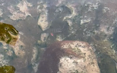 Lutjanus argentimaculatus