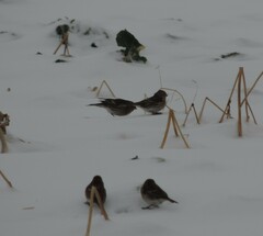 Linaria flavirostris