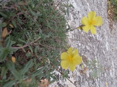 Helianthemum
