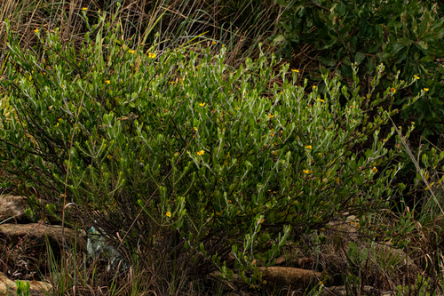 Osteospermum moniliferum subsp. septentrionale image