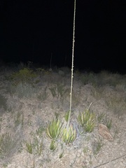 Agave lechuguilla