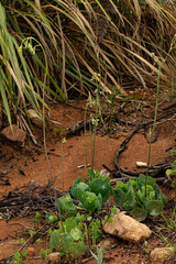 Senecio oxyriifolius image