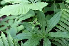 Paris verticillata