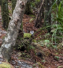 Rhipidura fuliginosa