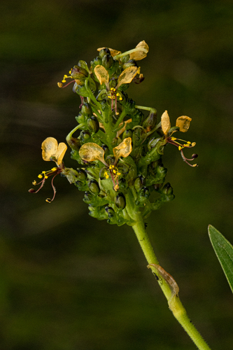 Aneilema welwitschii image