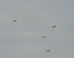 Linaria flavirostris