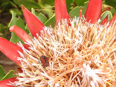 Trichostetha capensis capensis