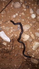 Anilios bicolor