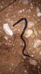 Anilios bicolor