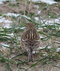 Linaria flavirostris