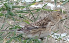 Linaria flavirostris