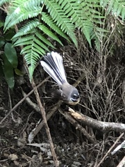 Rhipidura fuliginosa placabilis