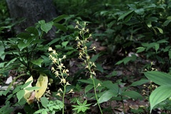 Oreorchis patens