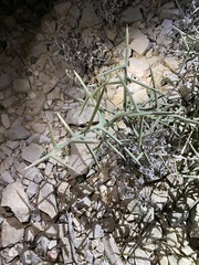 Koeberlinia spinosa