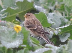 Linaria flavirostris
