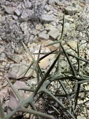 Koeberlinia spinosa