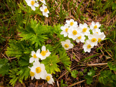 Anemonastrum