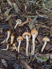 Agrocybe praecox