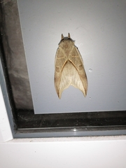 Leucanella