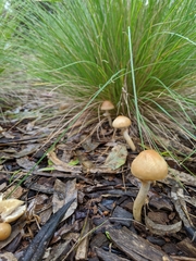 Agrocybe praecox