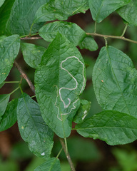 Lyonetia clerkella
