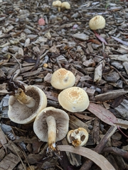 Agrocybe praecox