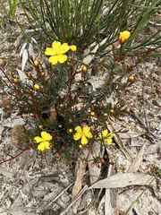 Hibbertia acicularis