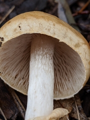 Agrocybe praecox