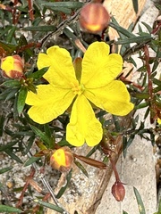 Hibbertia acicularis