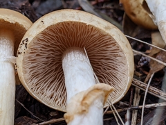Agrocybe praecox