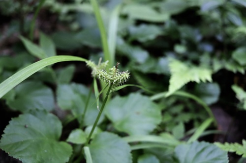 Carex mollicula iNat (2)