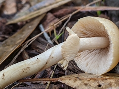Agrocybe praecox