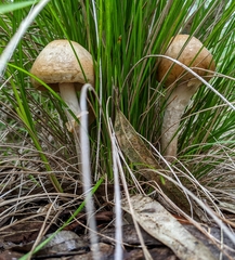 Agrocybe praecox