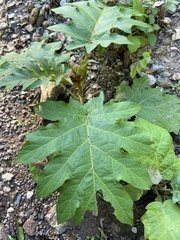 Solanum chrysotrichum
