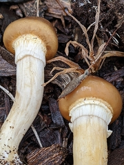 Agrocybe praecox
