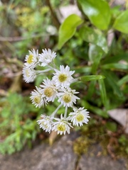 Anaphalioides trinervis