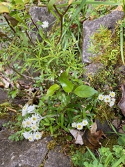 Anaphalioides trinervis