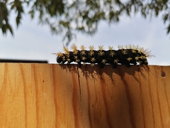 Leucanella