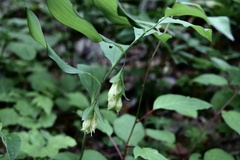 Polygonatum involucratum