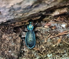 Carabus intricatus