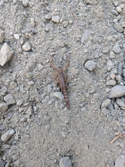 Serradigitus gertschi