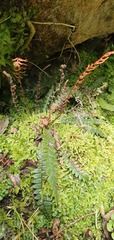 Blechnum membranaceum