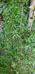 Coprosma linariifolia