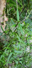 Coprosma linariifolia