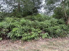 Dicranopteris linearis