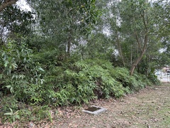 Dicranopteris linearis