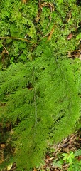 Hymenophyllum flexuosum