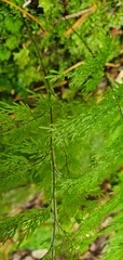Hymenophyllum flexuosum