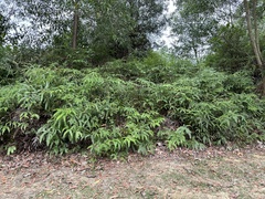 Dicranopteris linearis